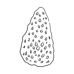 Doodle-style morel icon with a hand-drawn black sketch. Vector illustration.