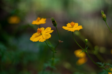 yellow flower in the garden