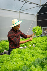 African american man examining quality and growth of salad vegetables in hydroponics greenhouse