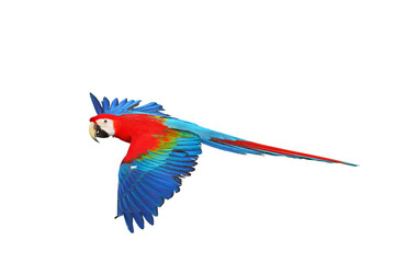 Colorful flying parrot isolated on transparent background png file