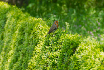 European robin (Erithacus rubecula) sitting on a dense green bush in Zurich, Switzerland