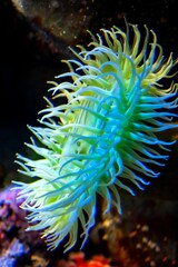 sea anemone at the aquarium