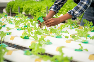 African american women checking quality and growth of salad vegetable in hydroponics greenhouse