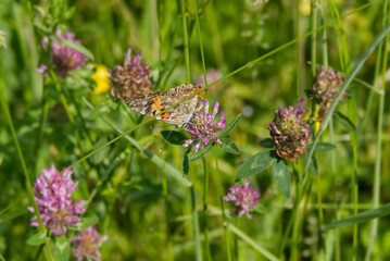 Painted Lady (Vanessa Cardui) Butterfly perched on pink flower in Zurich, Switzerland