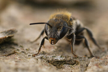 Frontal detailed closeup on a small female Osmia melanogaster mason bee from the Mediterranean