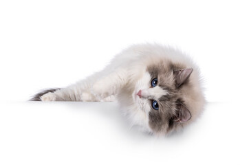 Pretty bicolor Ragdoll cat, laying down side ways over edge. Looking at camera with dark blue eyes. Isolated on a white background.