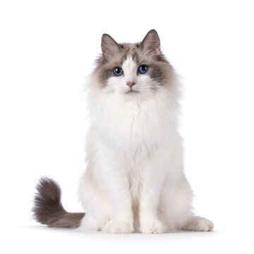 Pretty bicolor Ragdoll cat, sitting up facing front. Looking at camera with dark blue eyes. Isolated on a white background.