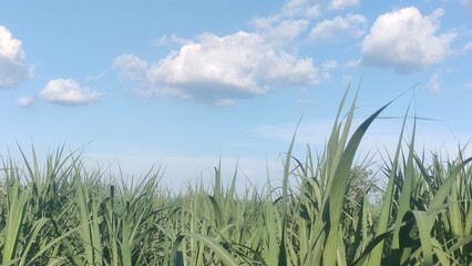wide world scenery green meadows mountains sky