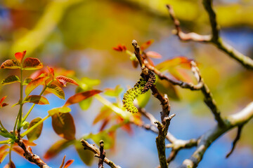 De la fleur à la noix