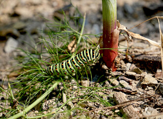 Papilio machaon caterpillar in a vegetable garden