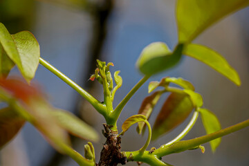 De la fleur à la noix