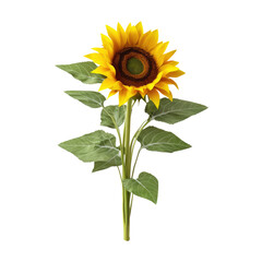 Yellow sunflower, png stock photo file cut out and isolated on a transparent background