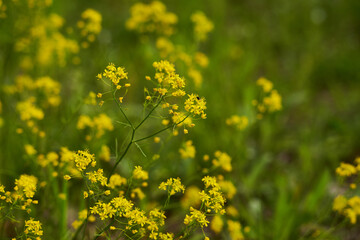Closeup of yellow wild flowers