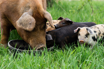 Mother pig eating slop with her baby piglets on a farm