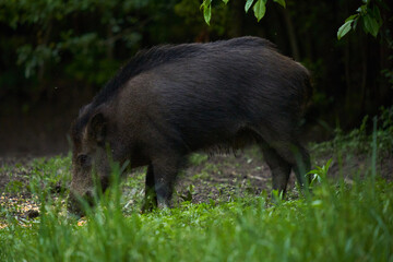 Young wild male hog in the forest