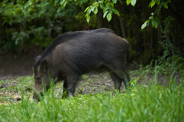 Young wild male hog in the forest