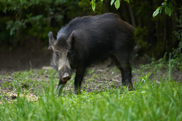 Young wild male hog in the forest