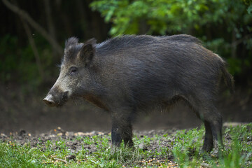 Young wild male hog in the forest