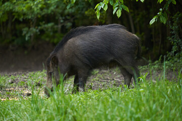 Young wild male hog in the forest