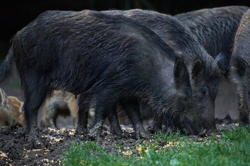 Herd of wild hogs in the forest