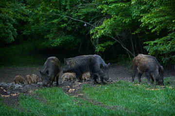 Herd of wild hogs in the forest