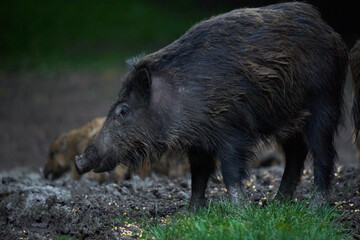 Herd of wild hogs in the forest