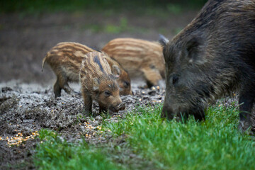 Herd of wild hogs in the forest