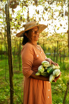 Senior happy Indian female farmer in straw hat holding harvested cucumbers. Elderly Sri Lankan smiling woman on farm showing ripe gathered zucchini. Sustainable farming and gardening concept.