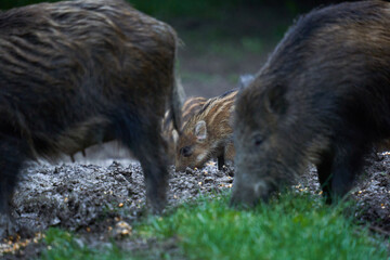 Herd of wild hogs in the forest