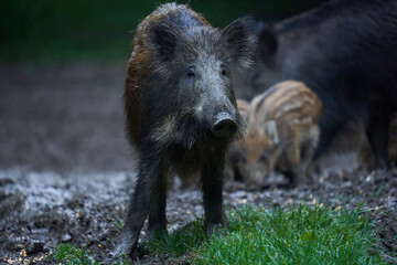 Herd of wild hogs in the forest