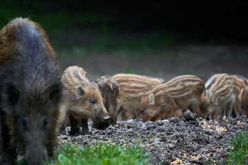 Herd of wild hogs in the forest
