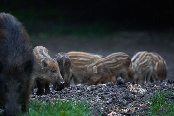 Herd of wild hogs in the forest