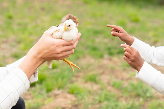 Hands holding baby chicks on a farm 