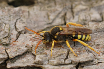 Dorsal closeup on a large yellow Nomad solitary cuckoo bee, Nomada sexfasciata a parasite on...