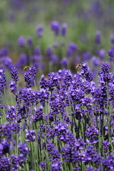 ラベンダー畑, Lavender