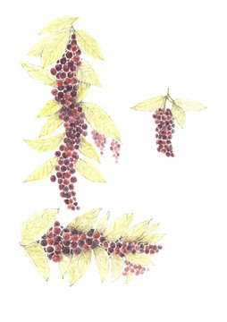 Buah Buni Antidesma bunius Exotic Berry Grape