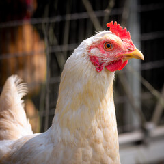 White Leghorn chicken in a barnyard. White Leghorns are the most popular chicken today used as meat birds and egg layers.