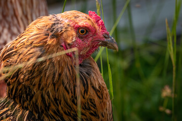 Portrait shot of Americana chicken in grass at a organic farm.