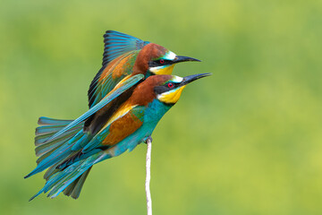 A pair of Merops apiaster birds playing on a branch