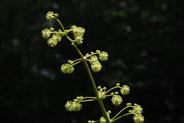 ウドの花, Udo flowers