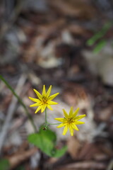 ハナニガナ, Lxeris dentata var. albiflora f. amplifolia
