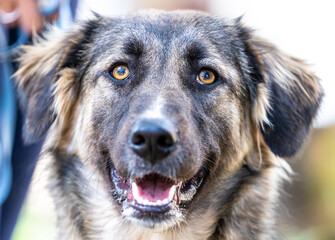 A portrait of a happy dog smiling