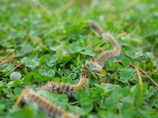 plusieurs chenilles processionnaires du pin en file indienne dans de l'herbe verte (gazon vert) en troupeau en gros plan (macro) - (thaumetopoea pityocampa)	