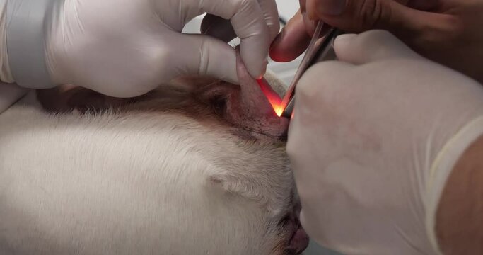 A veterinarian inserts a urinary catheter into the urethra of a girl's dog. A catheter is inserted into the urethra in a dog with bladder disease. Dog bladder catheterization concept.