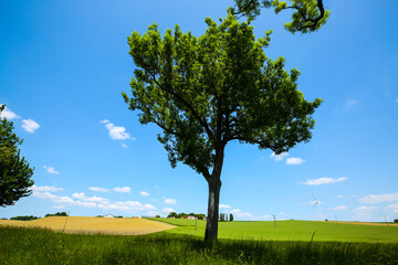 Fields with blue sky, clouds and trees in the Dachau hinterland, Bavaria, near Munich