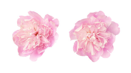 Set of pink peony flowers isolated on white or transparent background