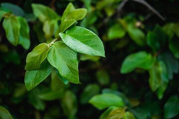 Fototapeta na wymiar green leaves background.