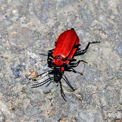 Red beetles mate on the background of the road