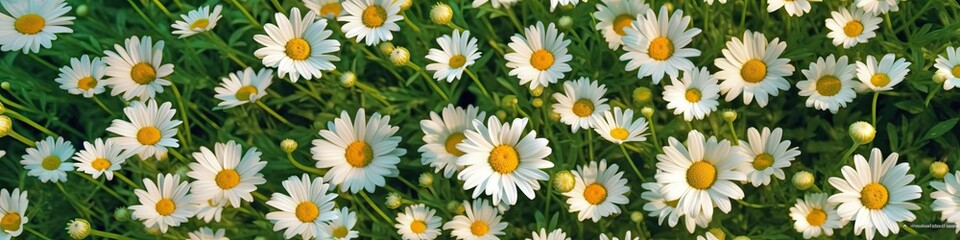 Field of daisies top view. Texture natural background of many flowers chamomile in meadow in grass