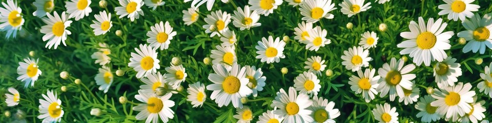 Fototapeta premium Field of daisies top view. Texture natural background of many flowers chamomile in meadow in grass